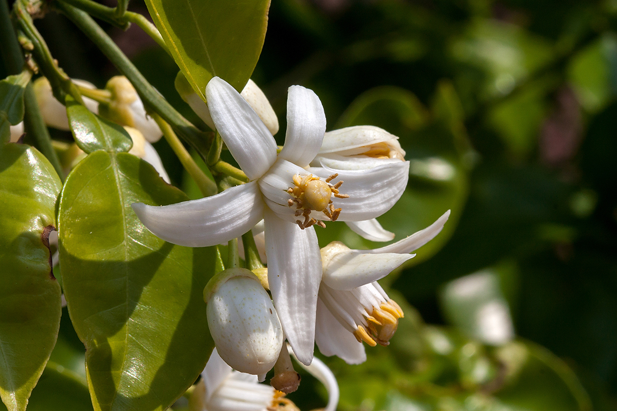 Изображение особи Citrus × paradisi.