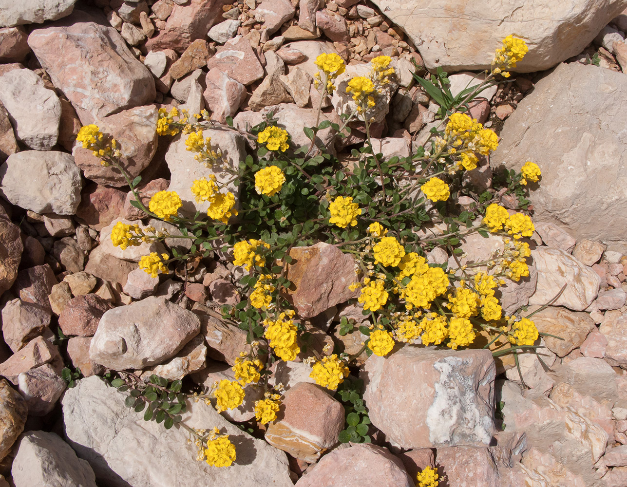 Изображение особи Alyssum oschtenicum.