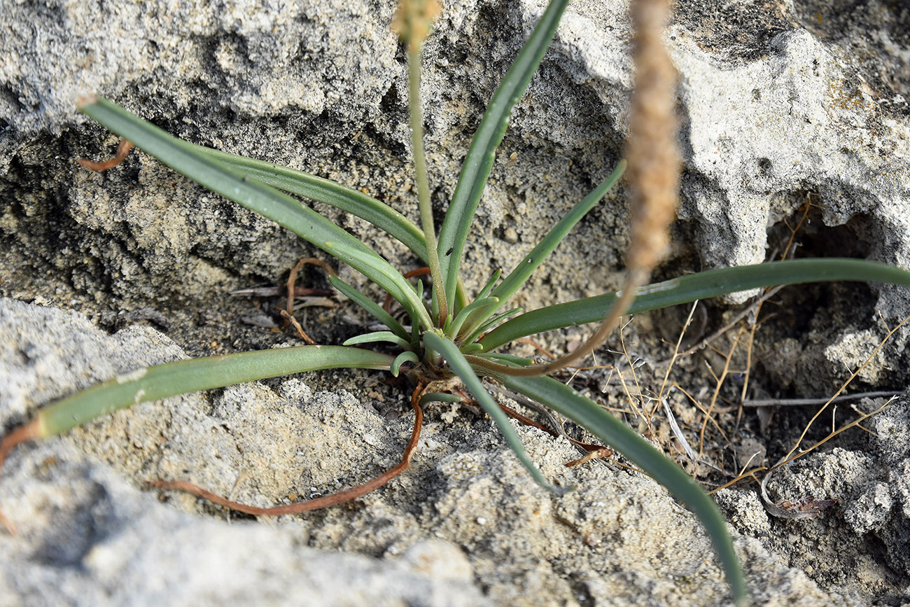 Изображение особи Plantago salsa.