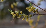 род Salix. Верхушка ветви с соцветиями. Волгоградская обл., Калачёвский р-н, Голубинские пески, песчаный склон. 15.04.2021.