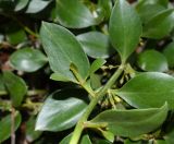 genus Myoporum