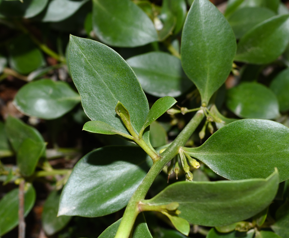 Image of genus Myoporum specimen.