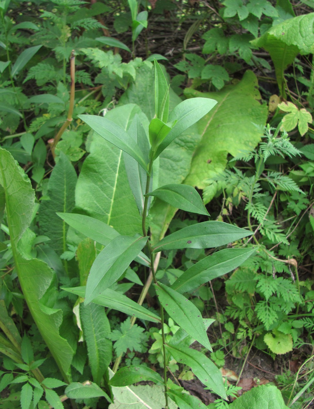 Image of Symphyotrichum novi-belgii specimen.