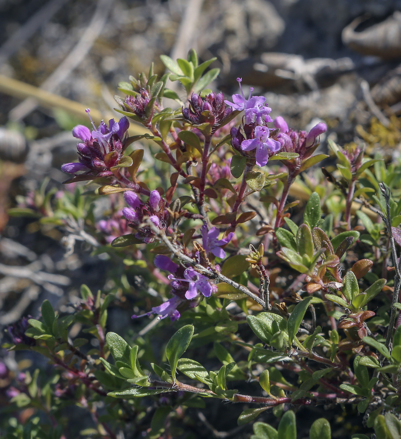 Изображение особи Thymus bashkiriensis.