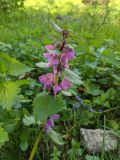 Lamium maculatum. Верхушка цветущего растения. Республика Молдова, Единецкий р-н, заповедник \"La Castel\", луг у реки. 10 мая 2021 г.