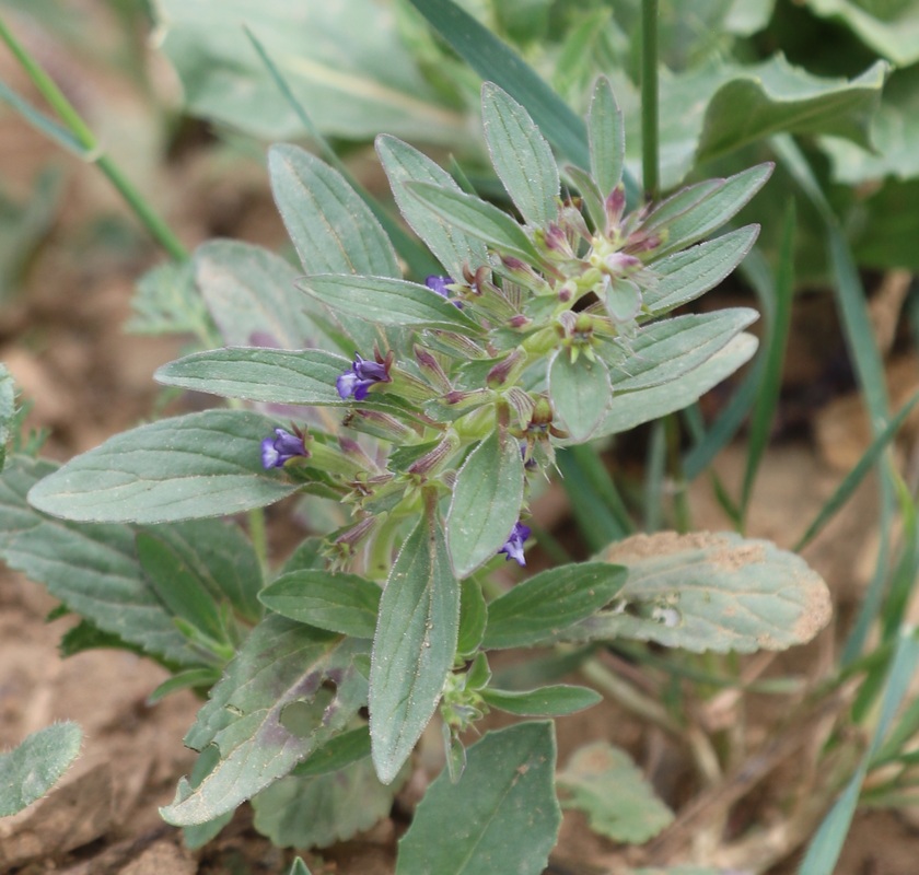 Изображение особи Dracocephalum thymiflorum.