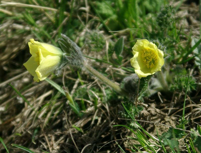 Изображение особи Pulsatilla albana.