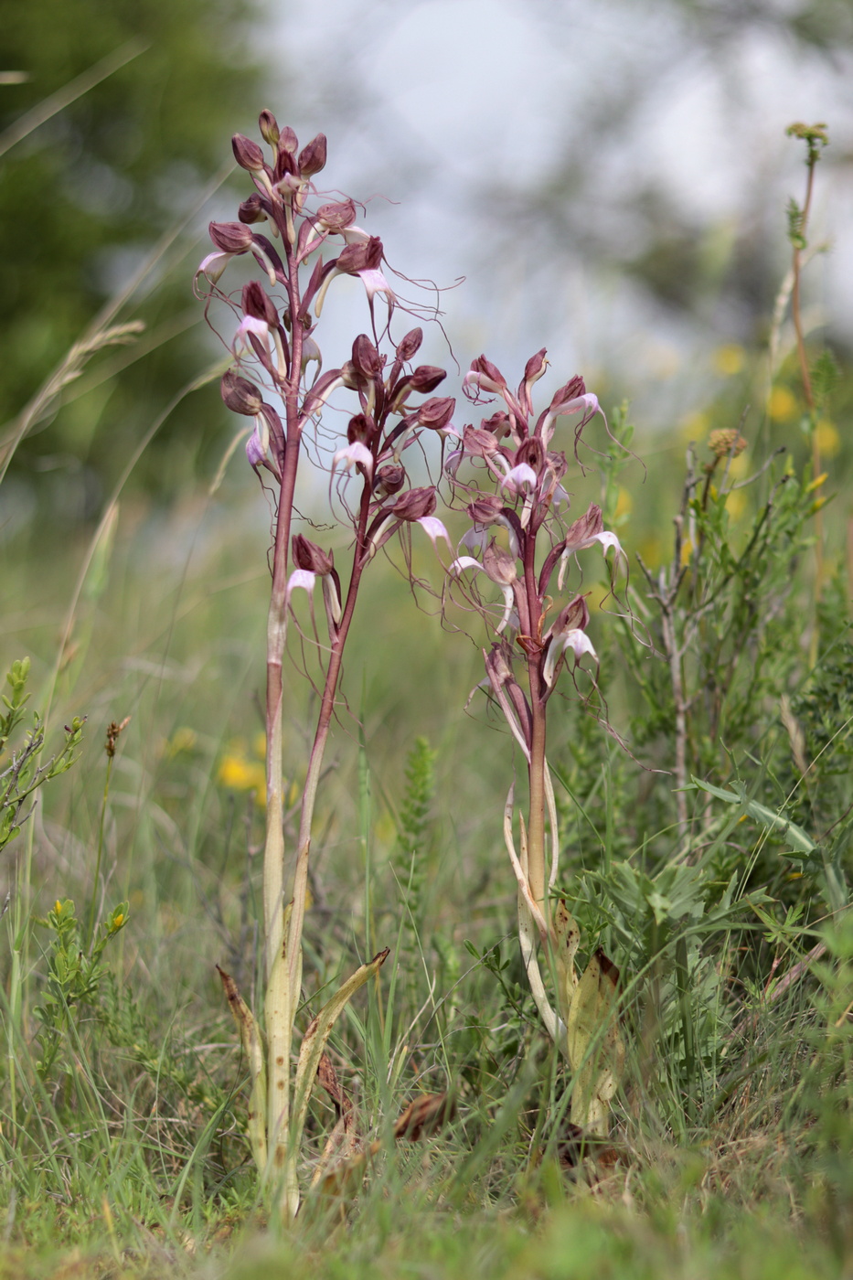 Image of Himantoglossum comperianum specimen.