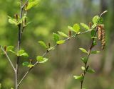 Betula ovalifolia