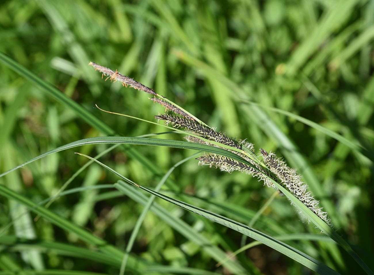 Изображение особи Carex acuta.