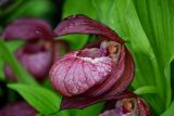 Cypripedium &times; ventricosum