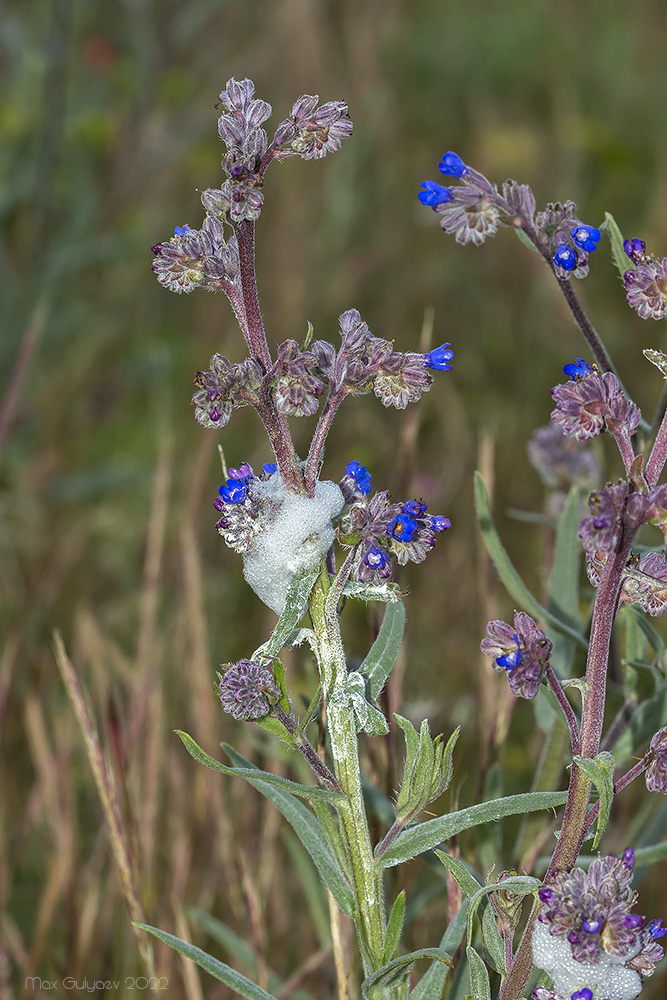 Image of Anchusa leptophylla specimen.