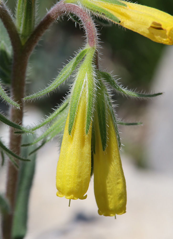 Image of Onosma caucasica specimen.