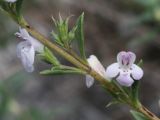 Thymus dzevanovskyi