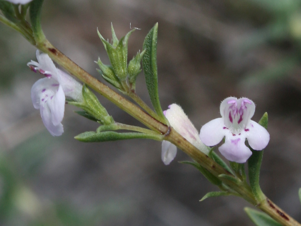 Image of Thymus dzevanovskyi specimen.