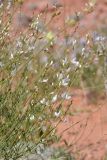 Astragalus pseudomacropterus