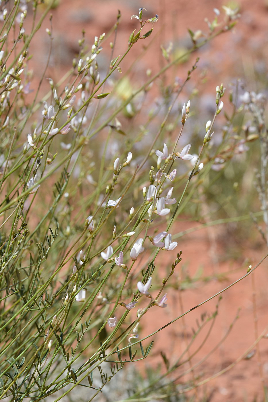 Изображение особи Astragalus pseudomacropterus.
