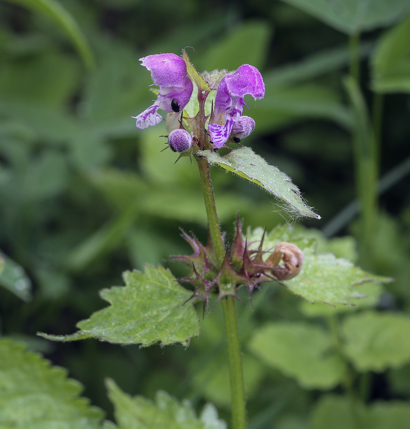 Изображение особи Lamium maculatum.