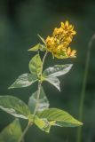 Lysimachia vulgaris. Верхушка цветущего растения. Ростовская обл., Шолоховский р-н, окр. станицы Вёшенская, берег пойменного озера. 24.07.2022.