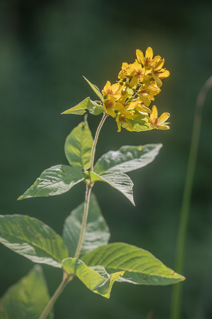 Image of Lysimachia vulgaris specimen.