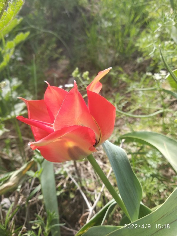 Изображение особи Tulipa micheliana.