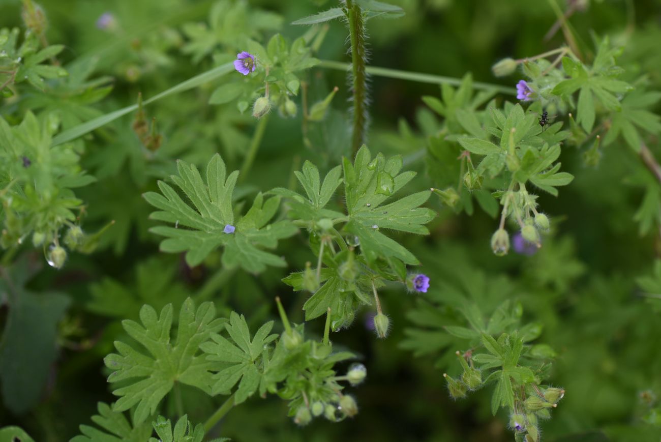 Изображение особи Geranium pusillum.