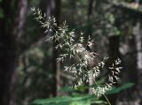 Calamagrostis arundinacea. Соплодие. Марий Эл, Волжский р-н, парк \"Марий Чодра\", Кленовая гора, смешанный лес. 23.07.2022.