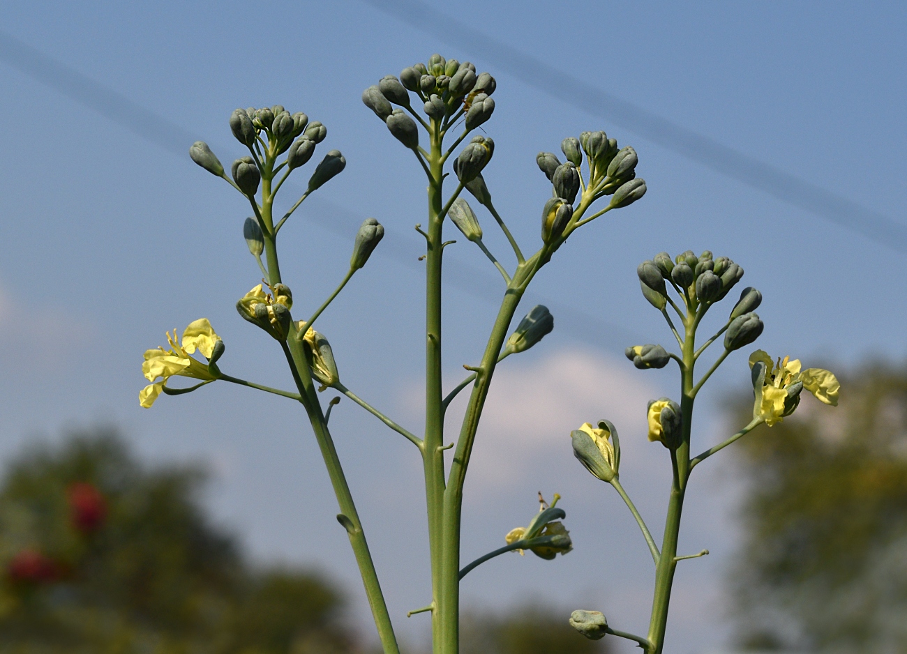 Image of Brassica oleracea var. italica specimen.