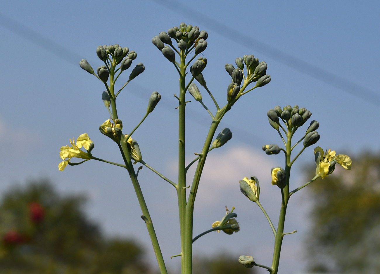 Изображение особи Brassica oleracea var. italica.