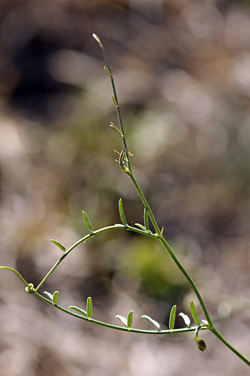 Image of Vicia tetrasperma specimen.