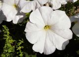 Petunia &times; atkinsiana