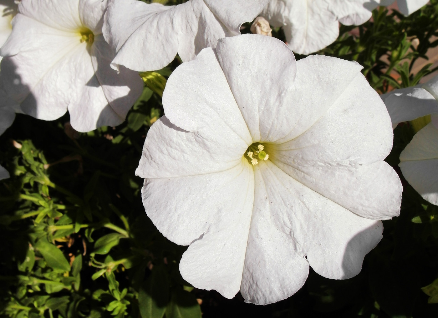 Изображение особи Petunia &times; atkinsiana.