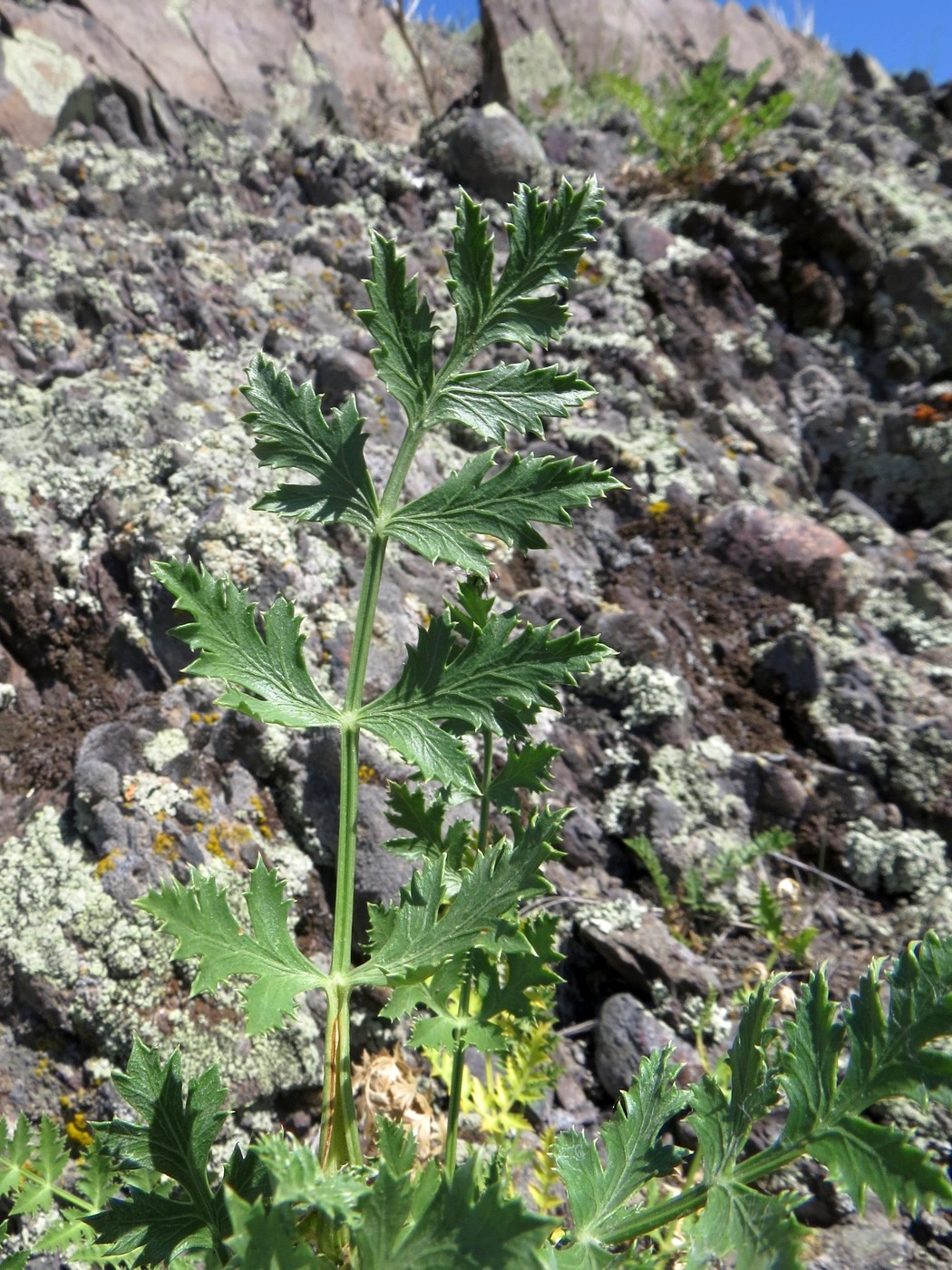 Image of Seseli buchtormense specimen.