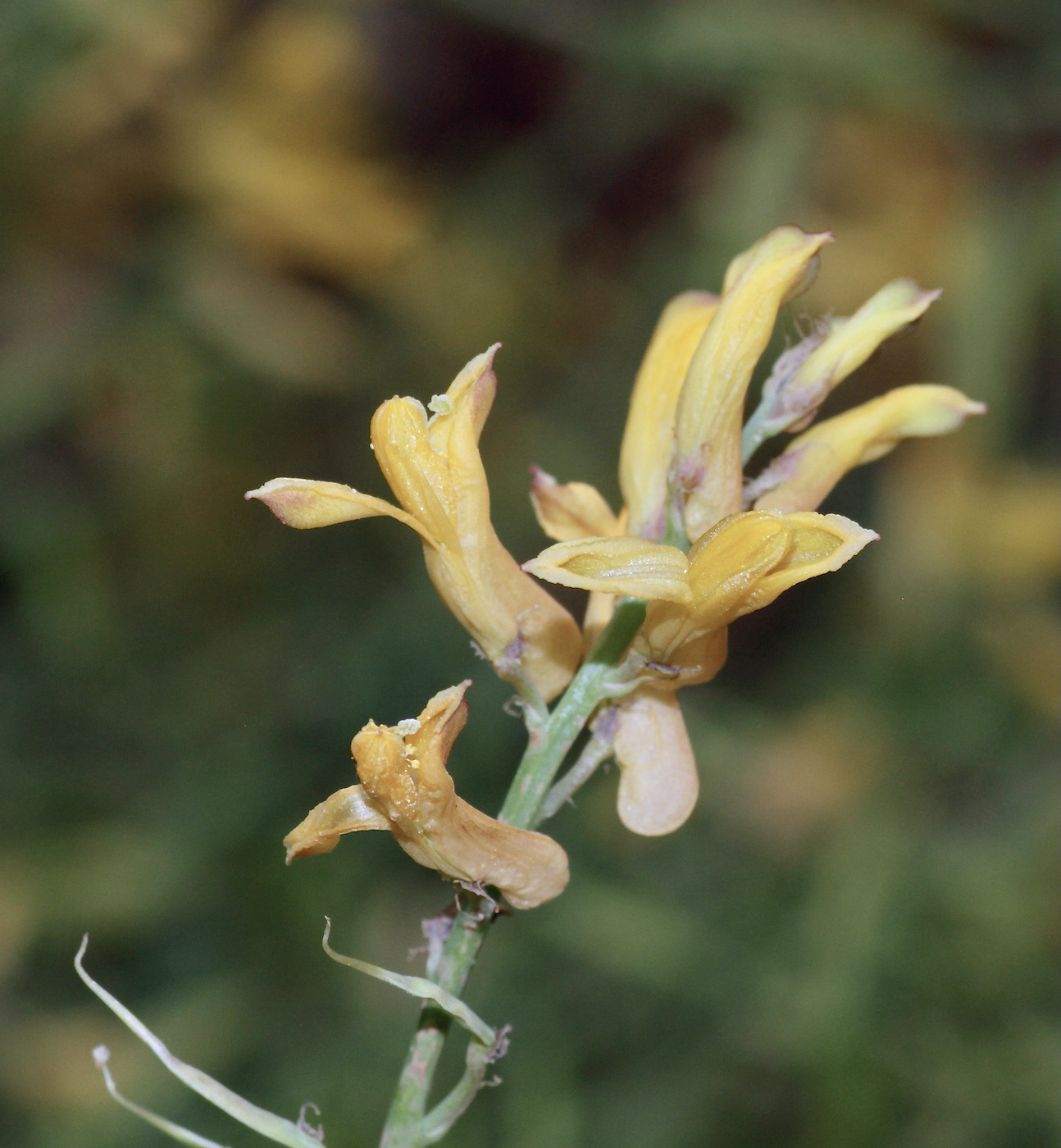 Изображение особи Corydalis sangardanica.