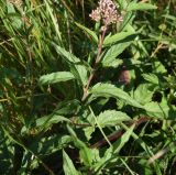 Eupatorium cannabinum