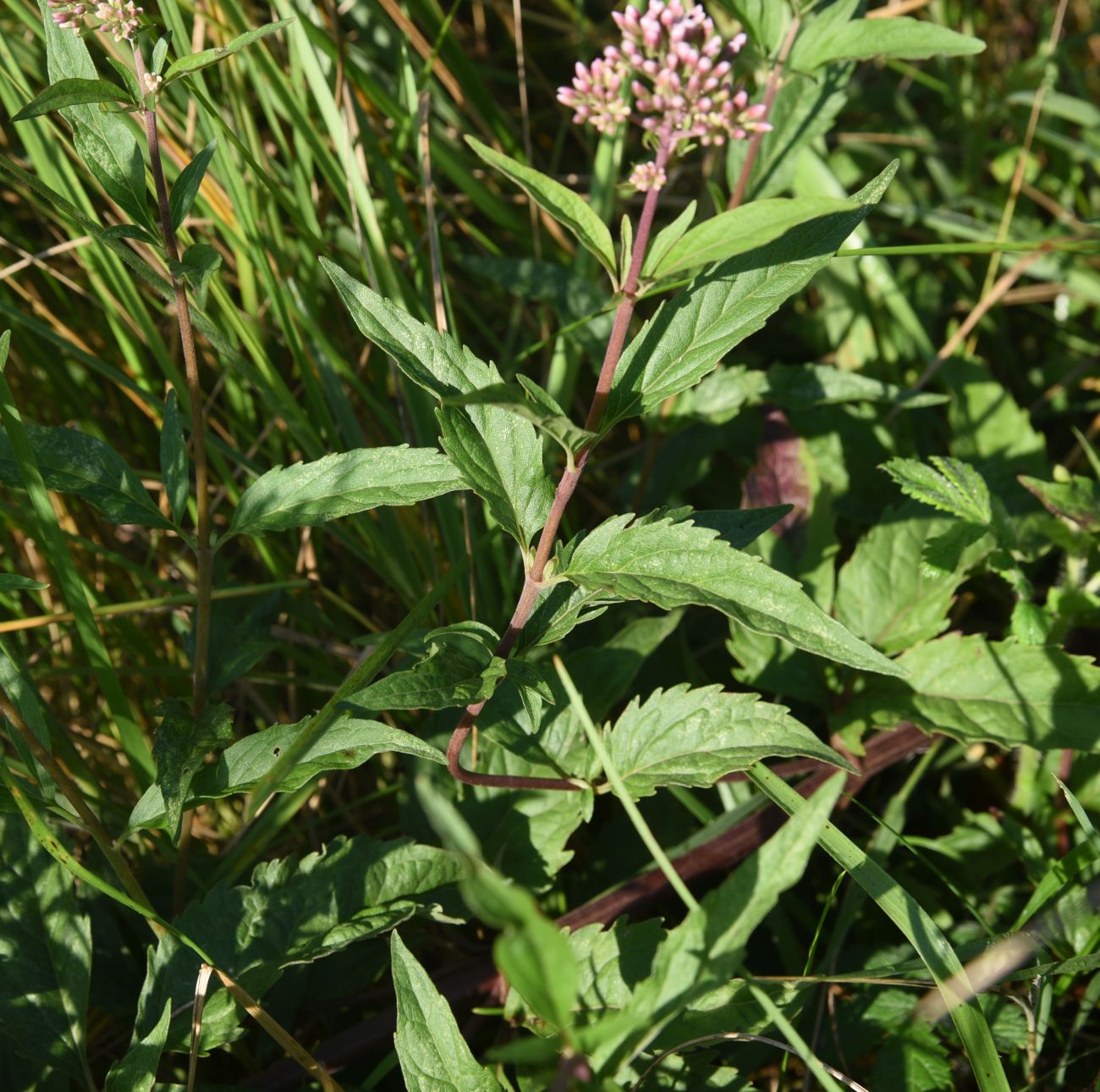 Изображение особи Eupatorium cannabinum.