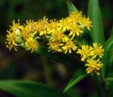 Solidago gigantea