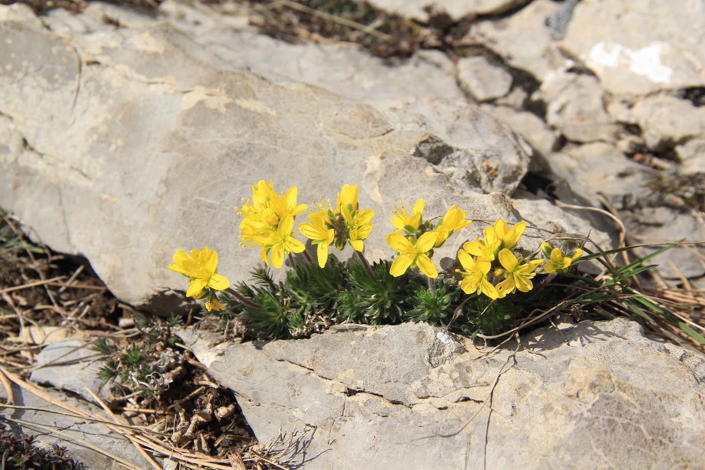 Image of Draba cuspidata specimen.