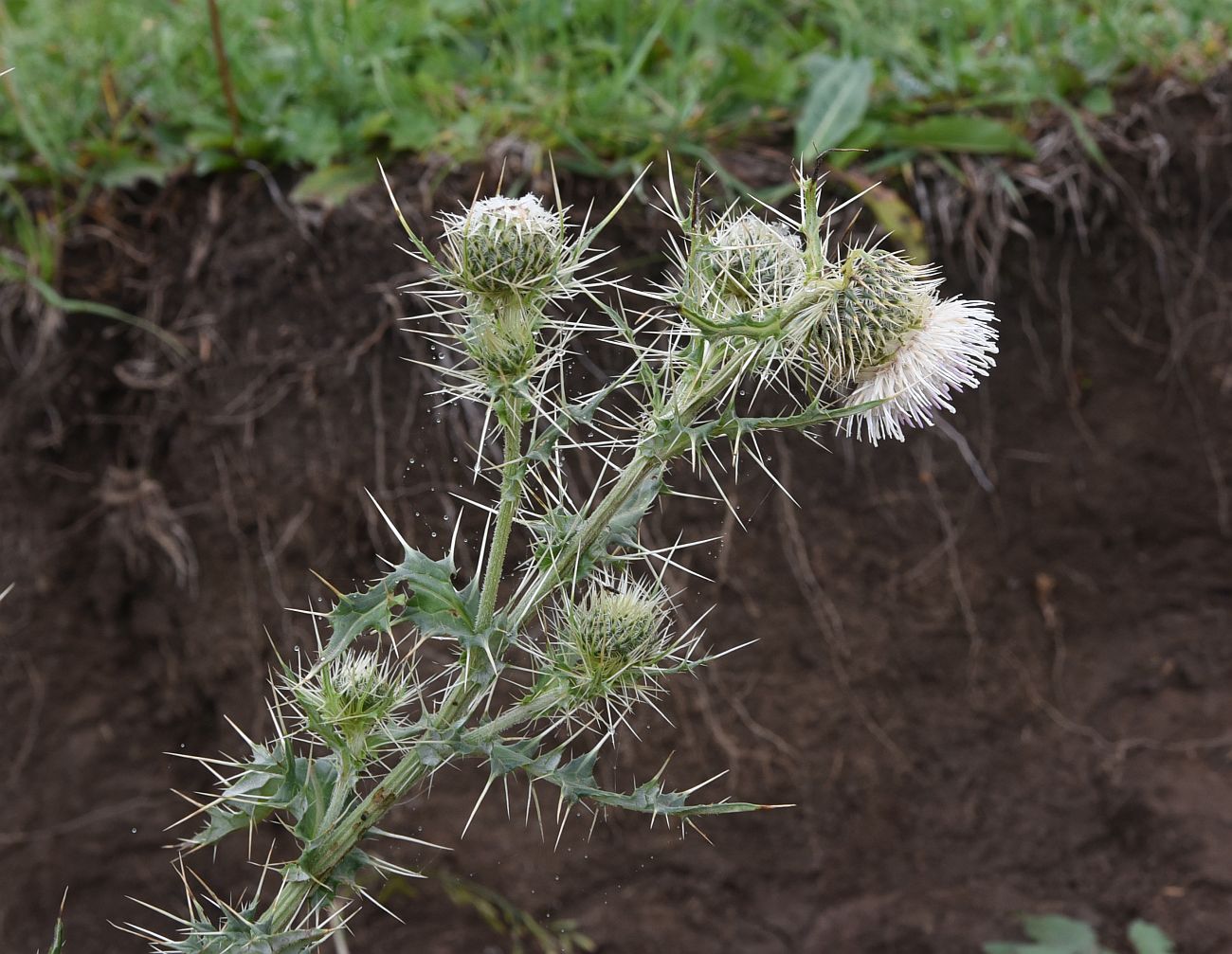 Изображение особи Cirsium echinus.