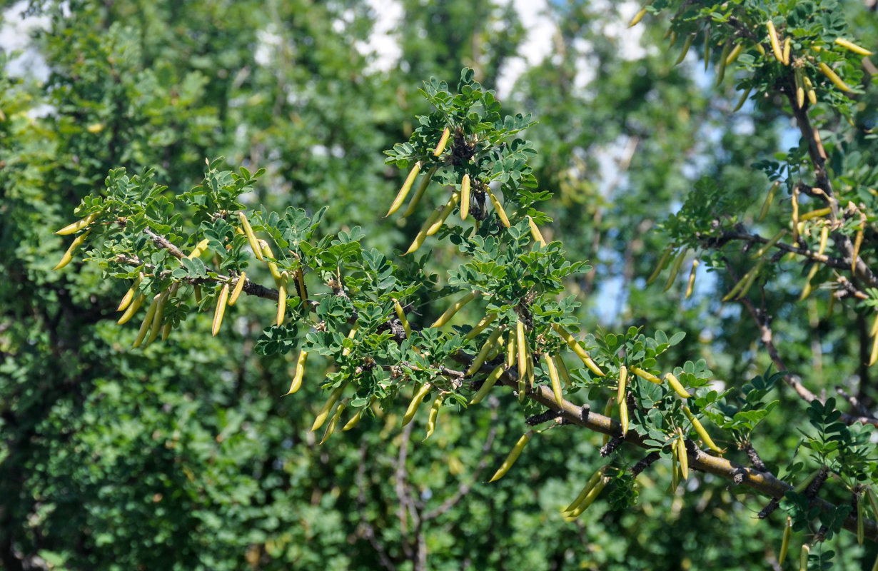 Изображение особи Caragana arborescens.