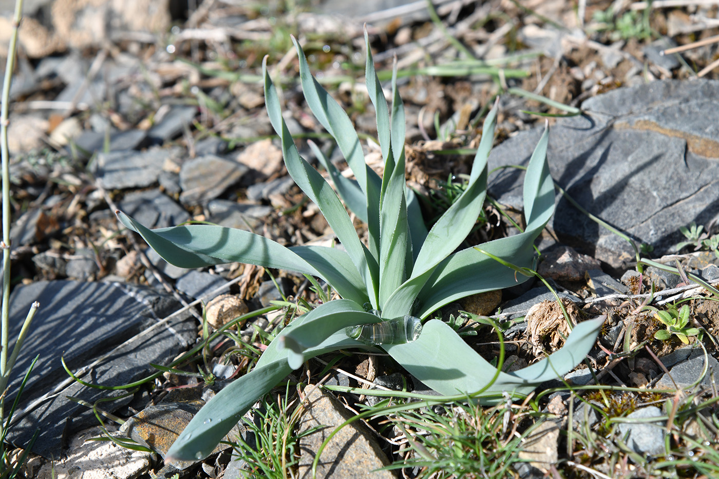 Изображение особи Eremurus cristatus.