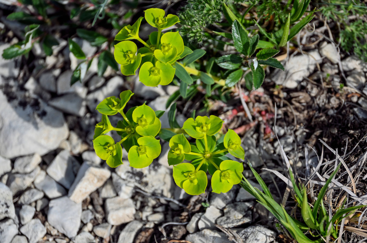 Изображение особи Euphorbia glareosa.