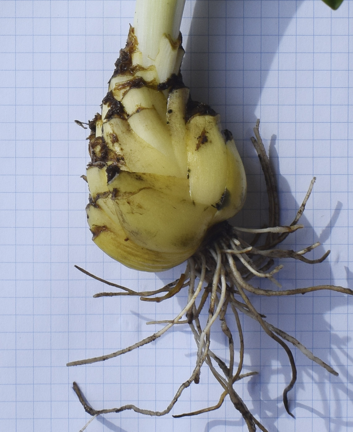 Image of Scilla lilio-hyacinthus specimen.