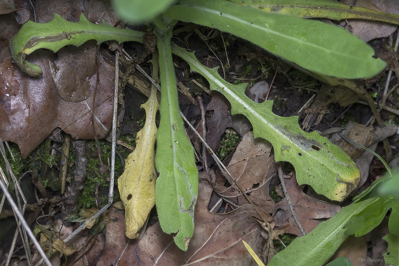 Image of Turritis glabra specimen.