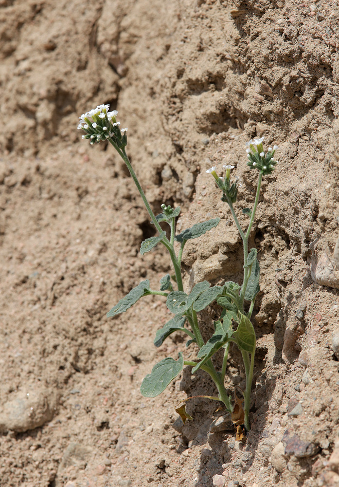 Изображение особи Heliotropium olgae.