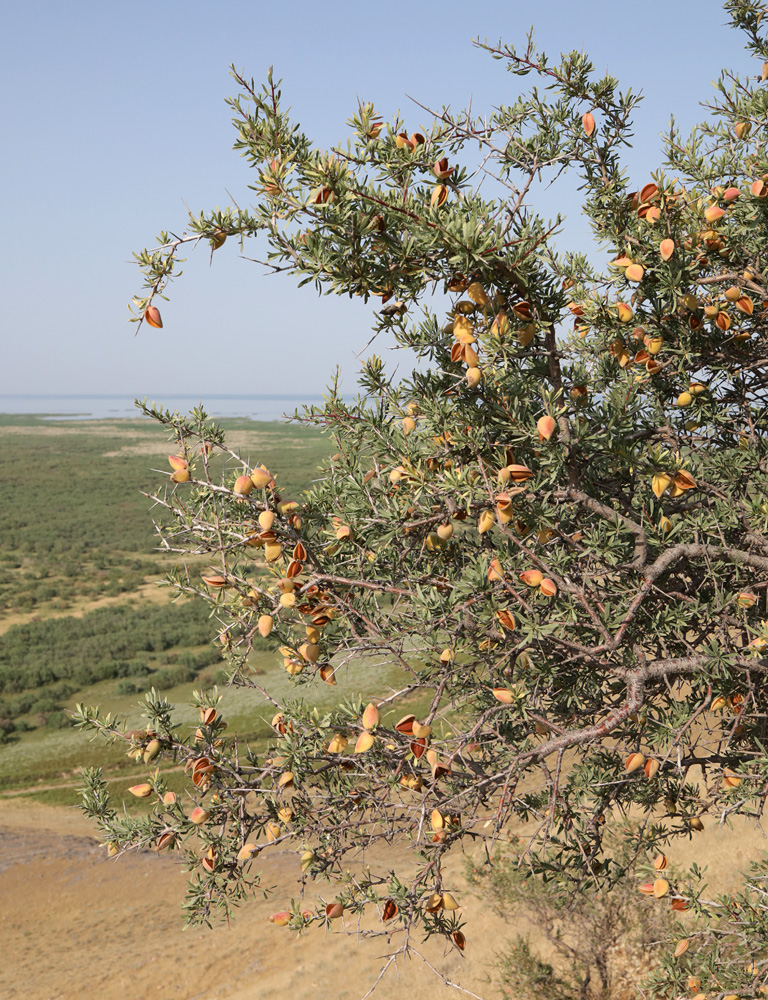 Изображение особи Amygdalus spinosissima.