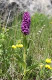 Dactylorhiza incarnata. Цветущее растение. Дагестан, Докузпаринский р-н, окр. с. Куруш, влажный луг. 27 июня 2023 г.