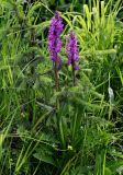 Dactylorhiza umbrosa