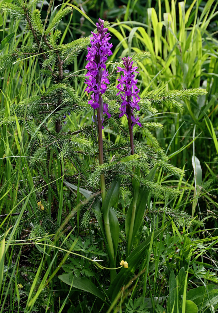 Изображение особи Dactylorhiza umbrosa.