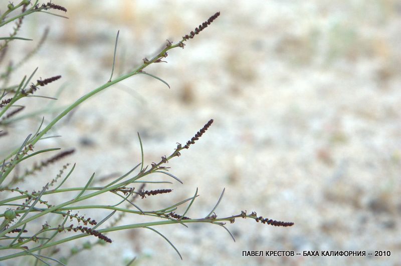 Изображение особи Stillingia linearifolia.